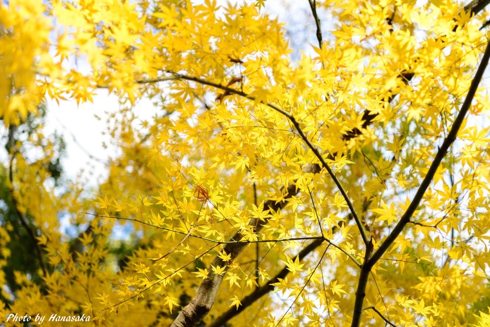 カエデの黄葉