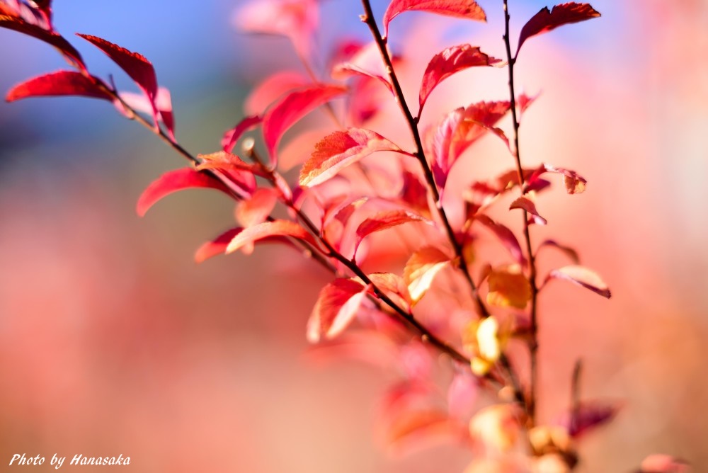 ユキヤナギの紅葉