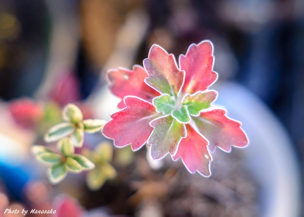 イソギクの紅葉