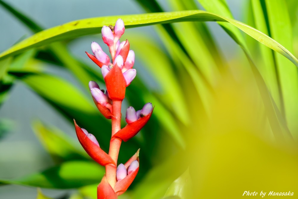 サンゴアナナス