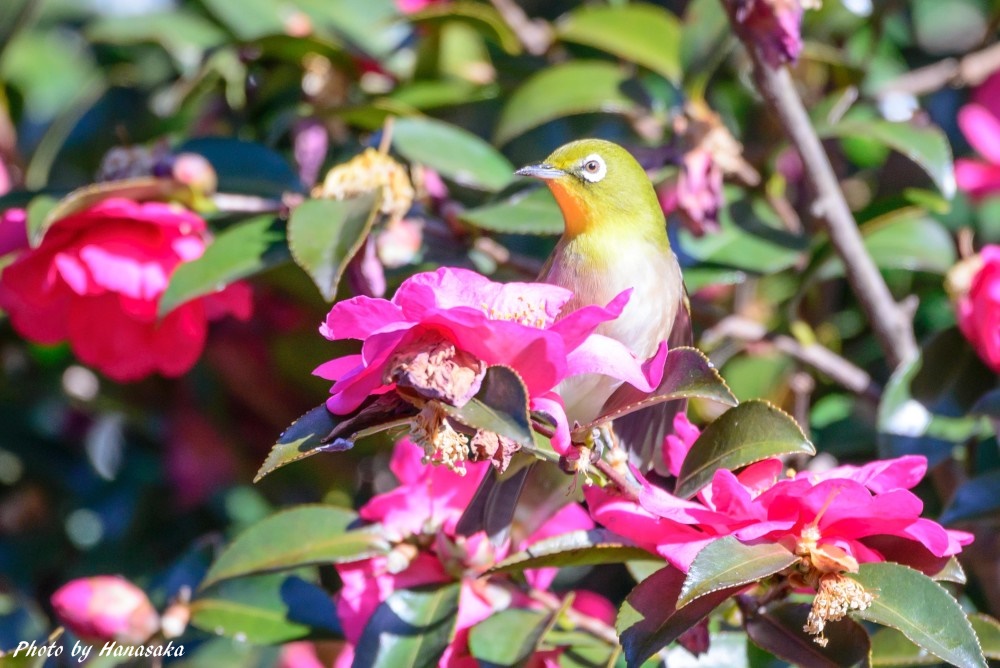 サザンカにメジロ