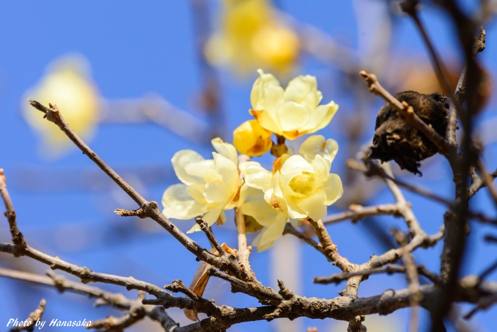 ソシンロウバイ