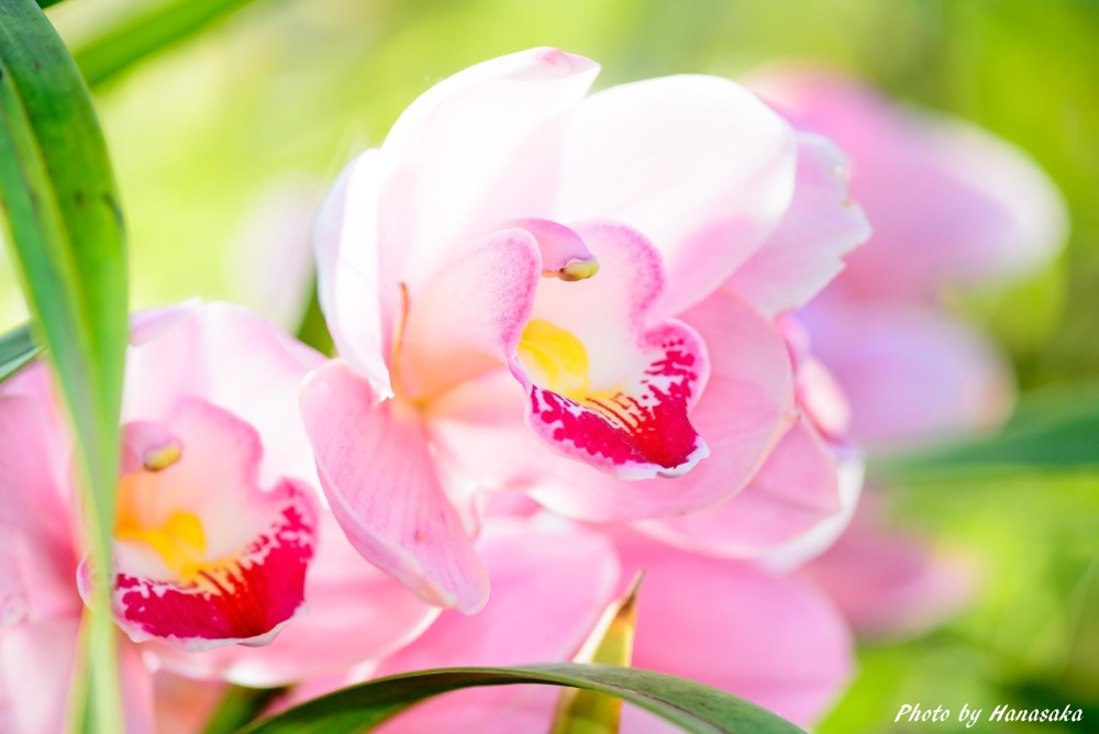 シンビジウム・エンザンスプリング