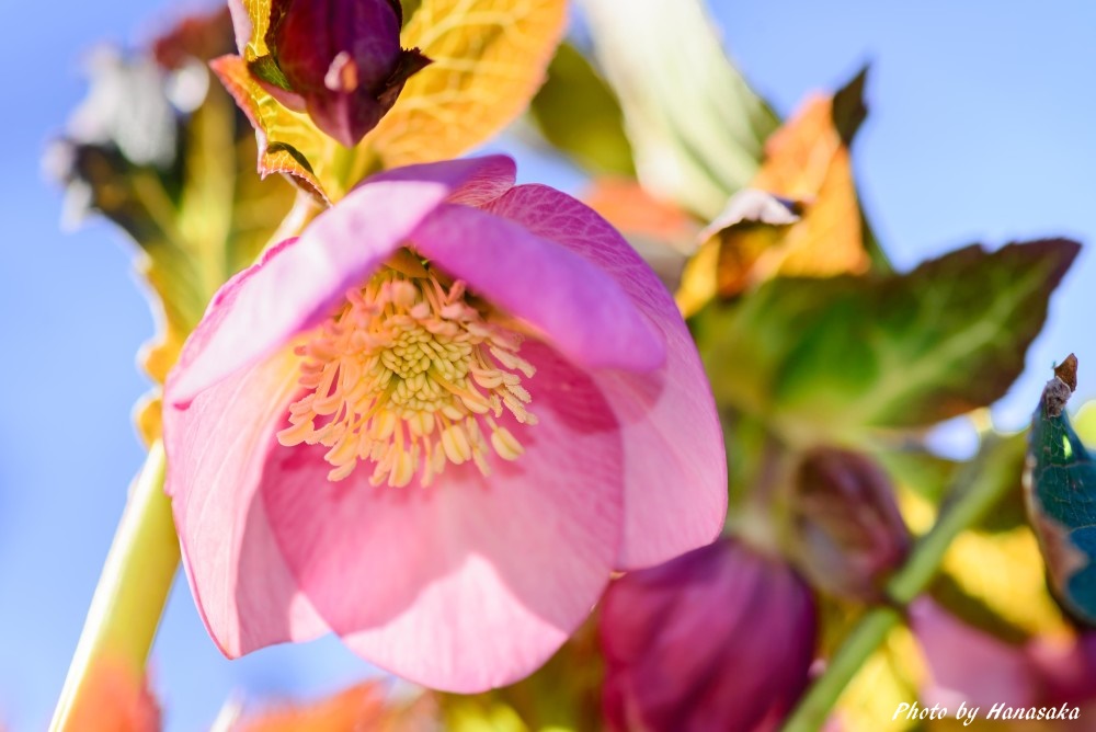 クリスマスローズ