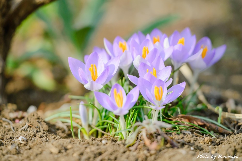 クロッカス