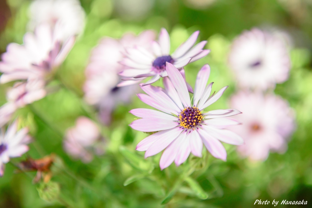 オステオスペルマム