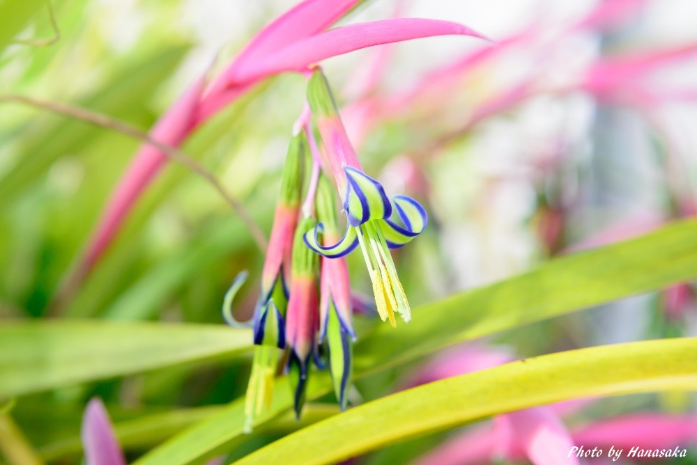 ヨウラクツツアナナス