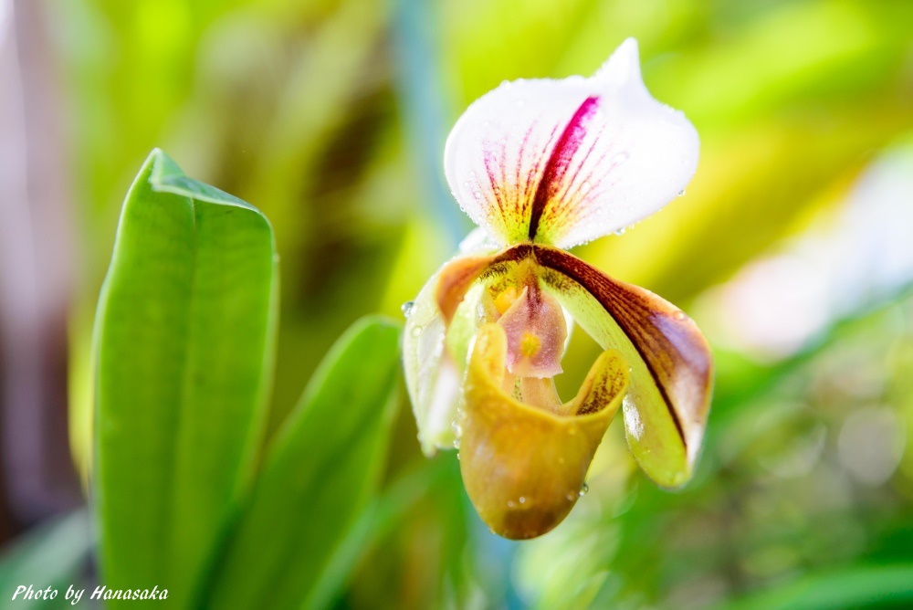 パフィオペディラム