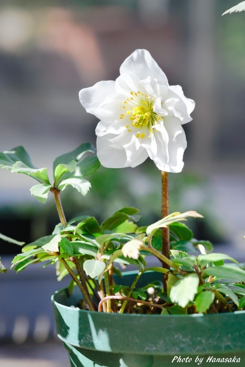 チベタヌス ダブル