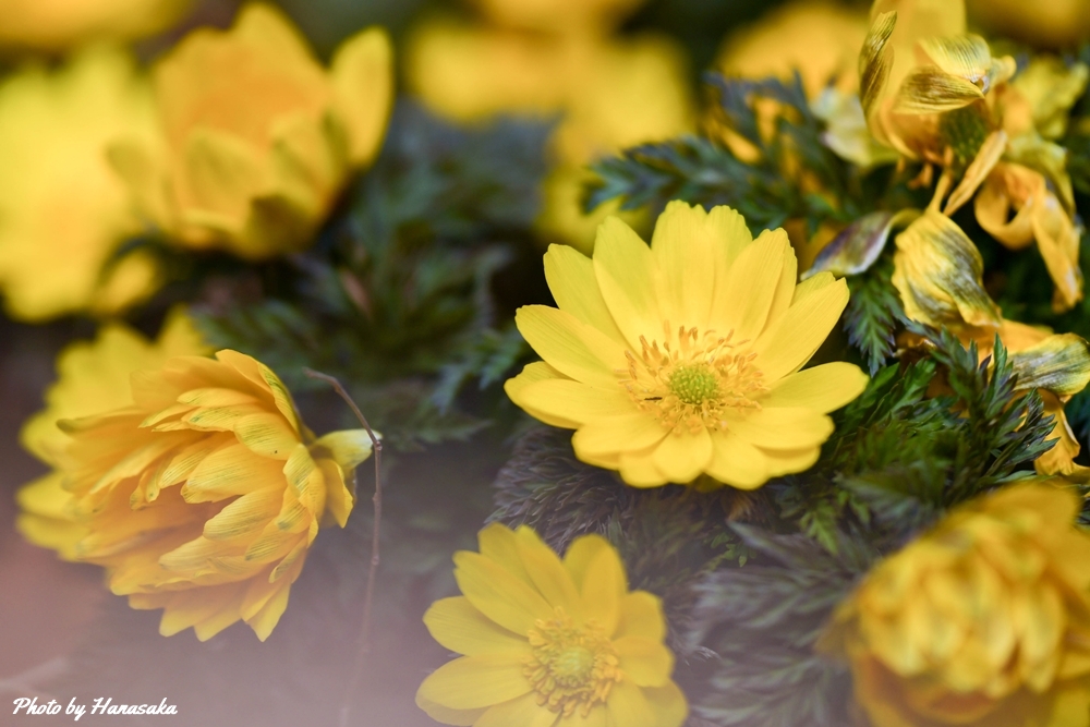 フクジュソウ-2