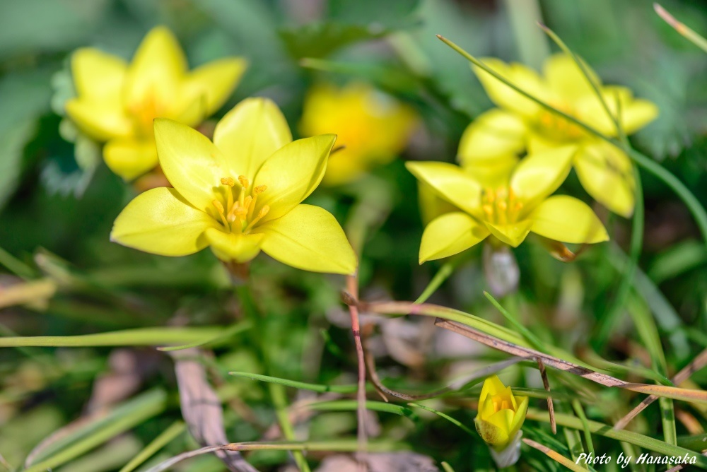 イフェイオン・セロウィアヌム