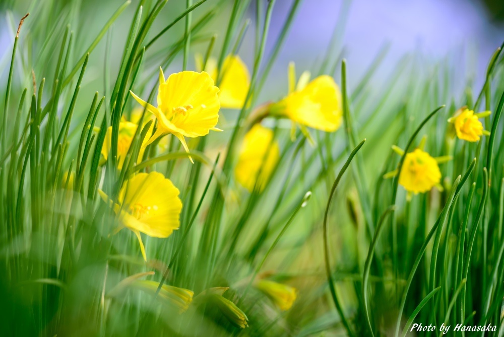 ナルキッスス・バルボコディウム