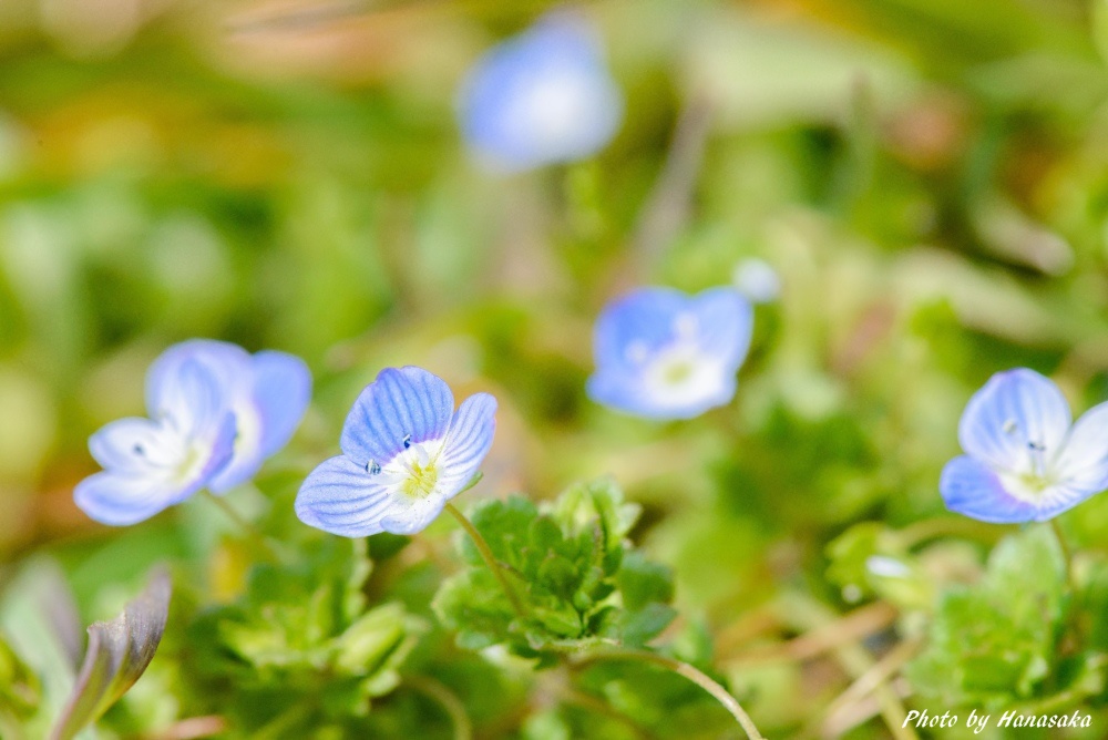 オオイヌノフグリ