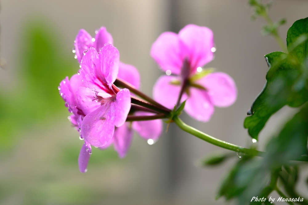 アイビーゼラニウム