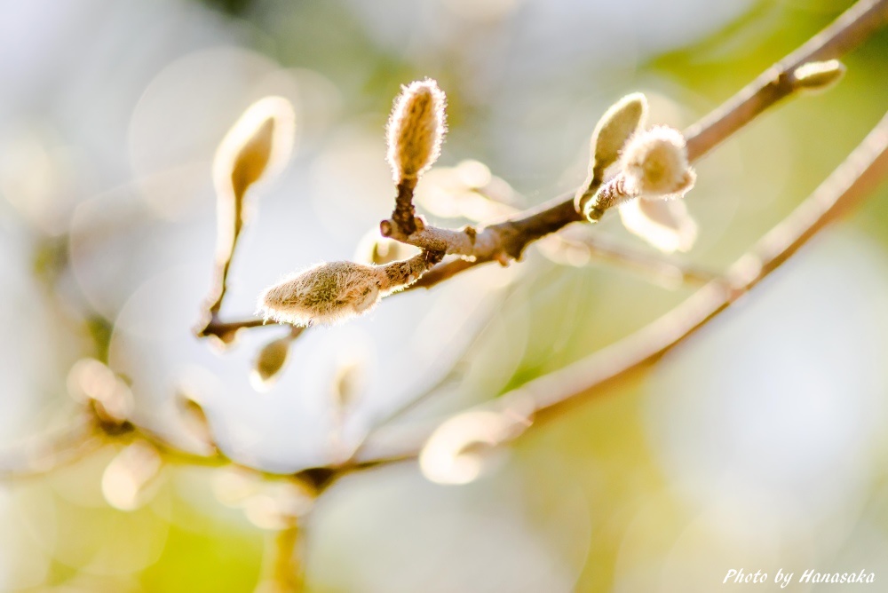 コブシのツボミ