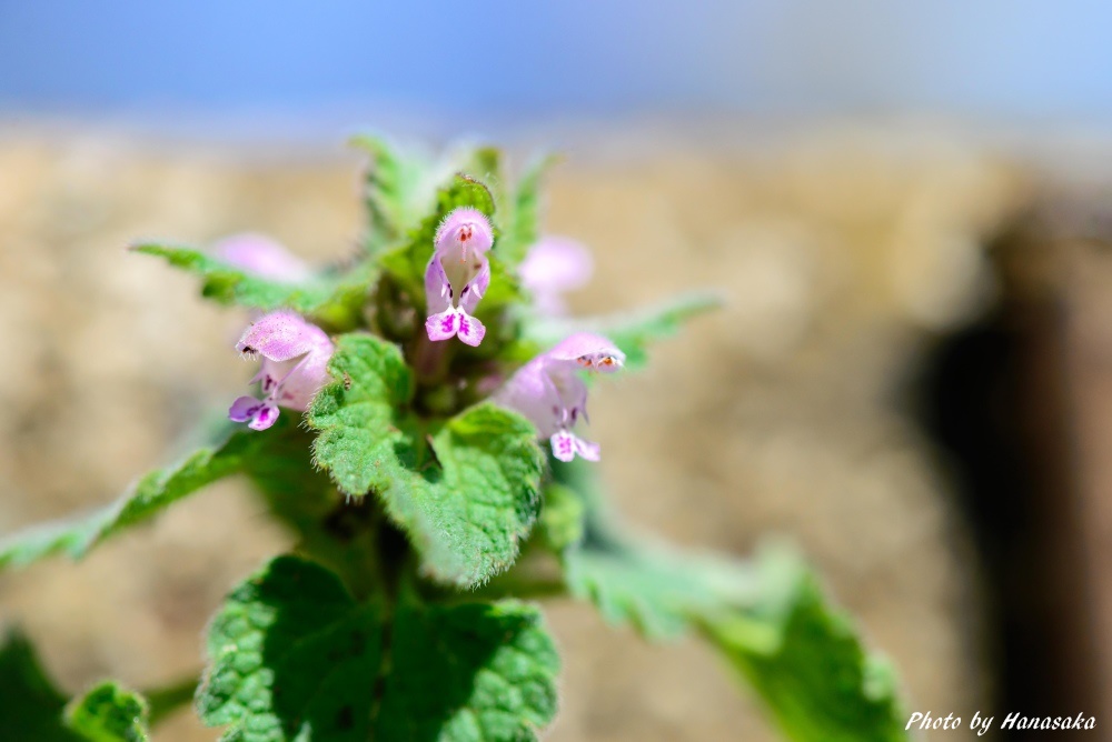 ヒメオドリコソウ