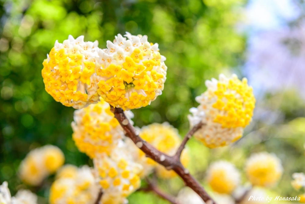 岡本民家園のミツマタ