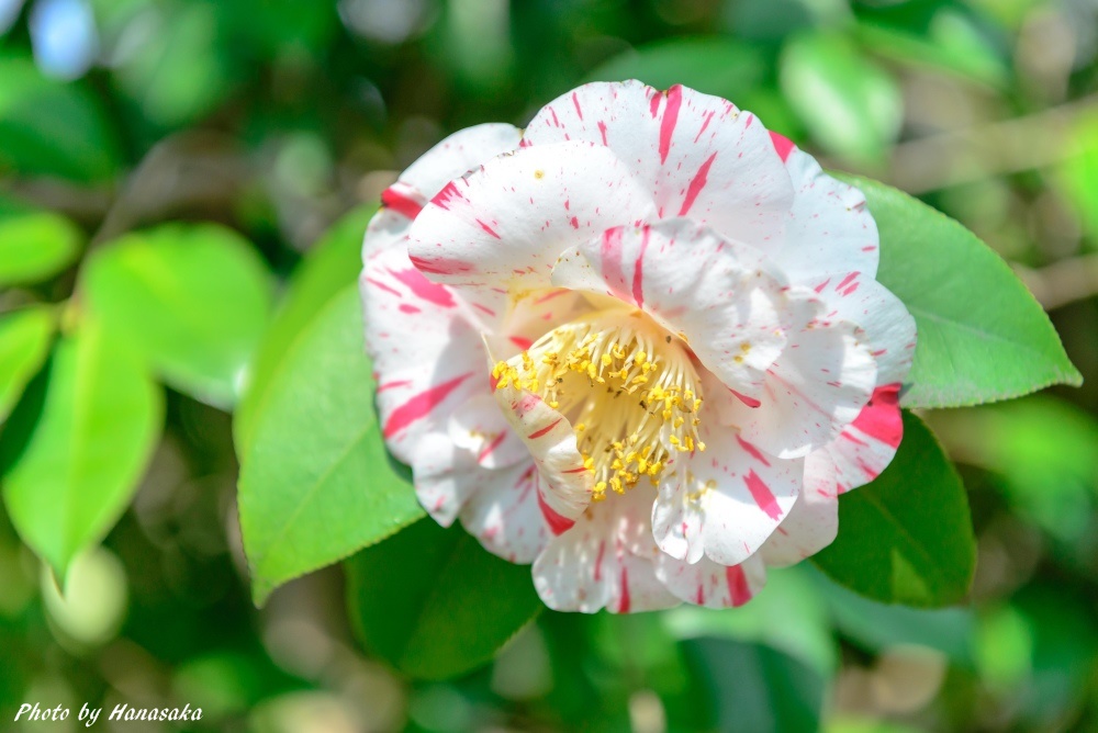 岡本民家園のツバキ