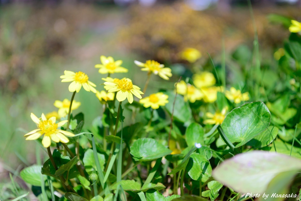 バードウォッチでリュウキンカ