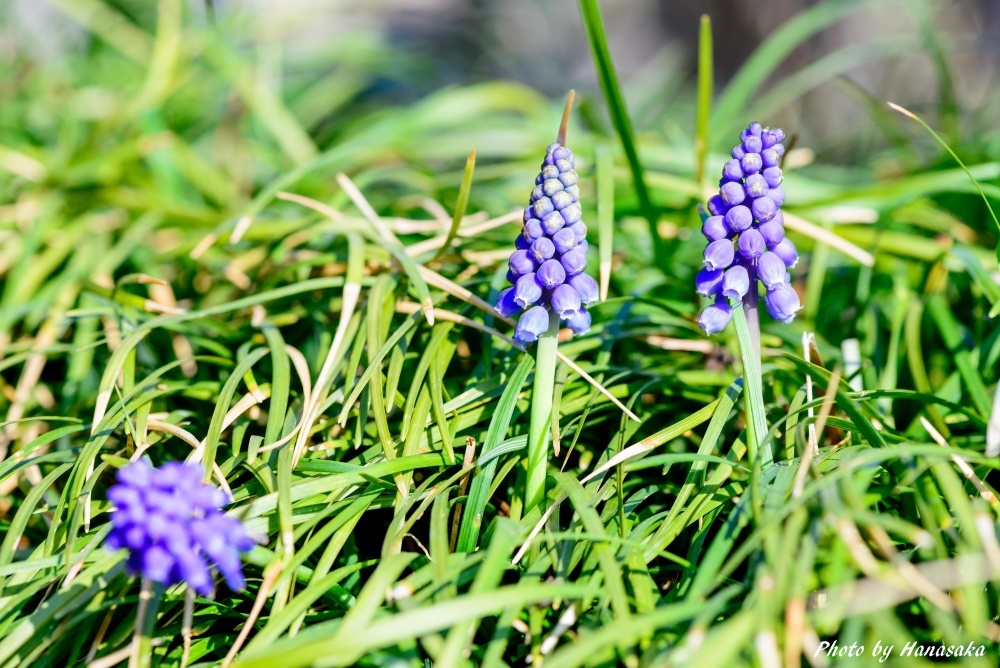 ムスカリ
