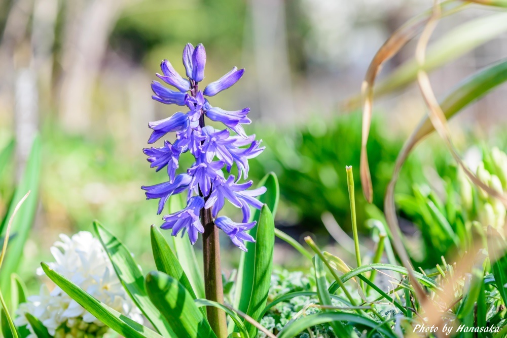 ヒヤシンス