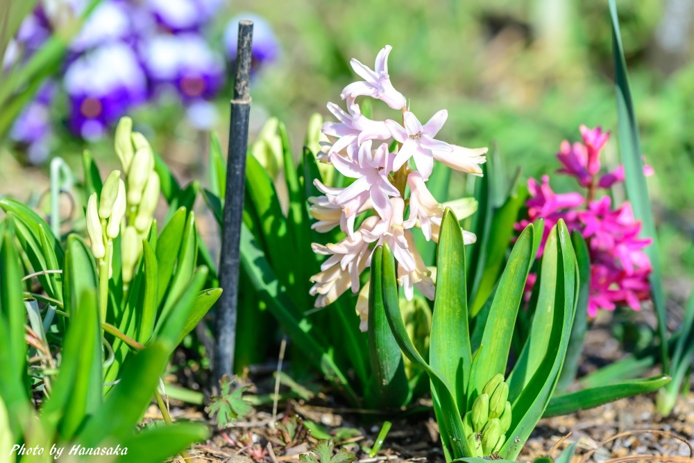 ヒヤシンス
