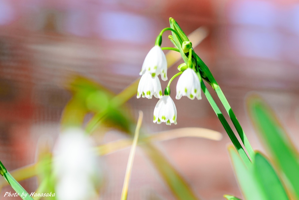 スノーフレーク