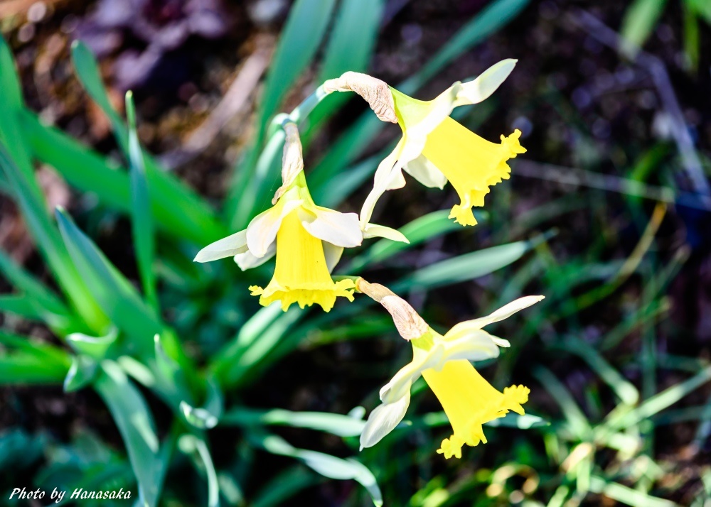 ラッパスイセン