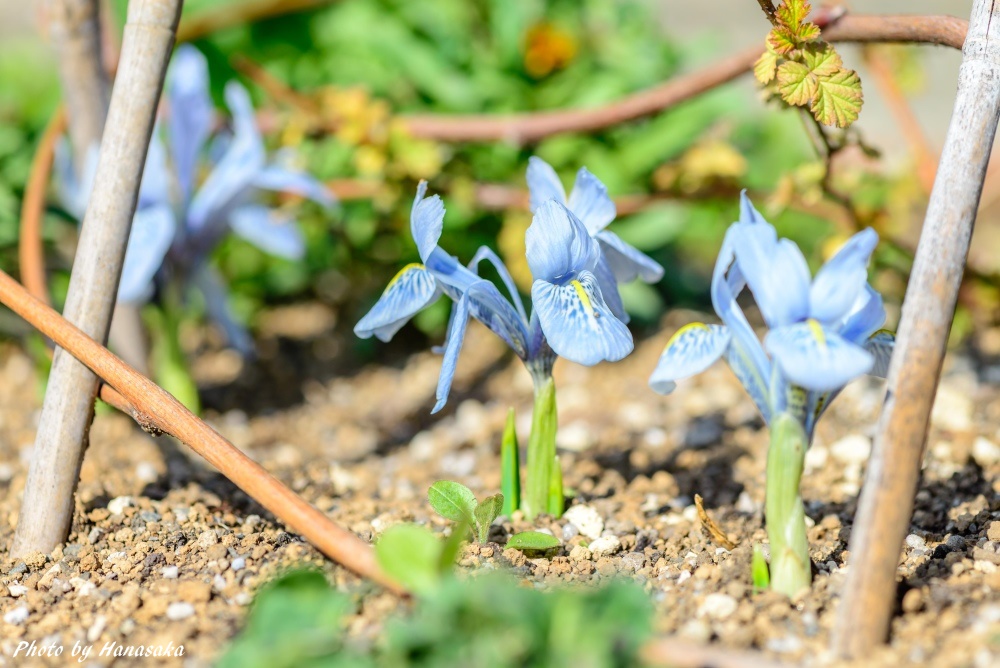 ミニアイリス　シーラアンジャーマニー