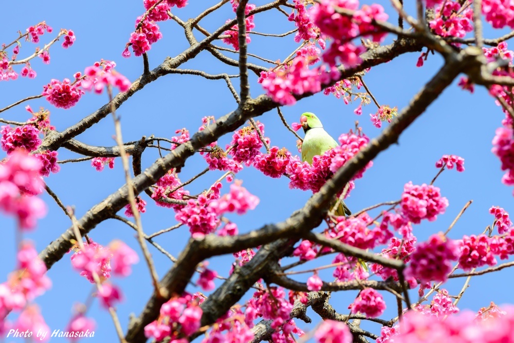 カンヒザクラとワカケホンセイインコ