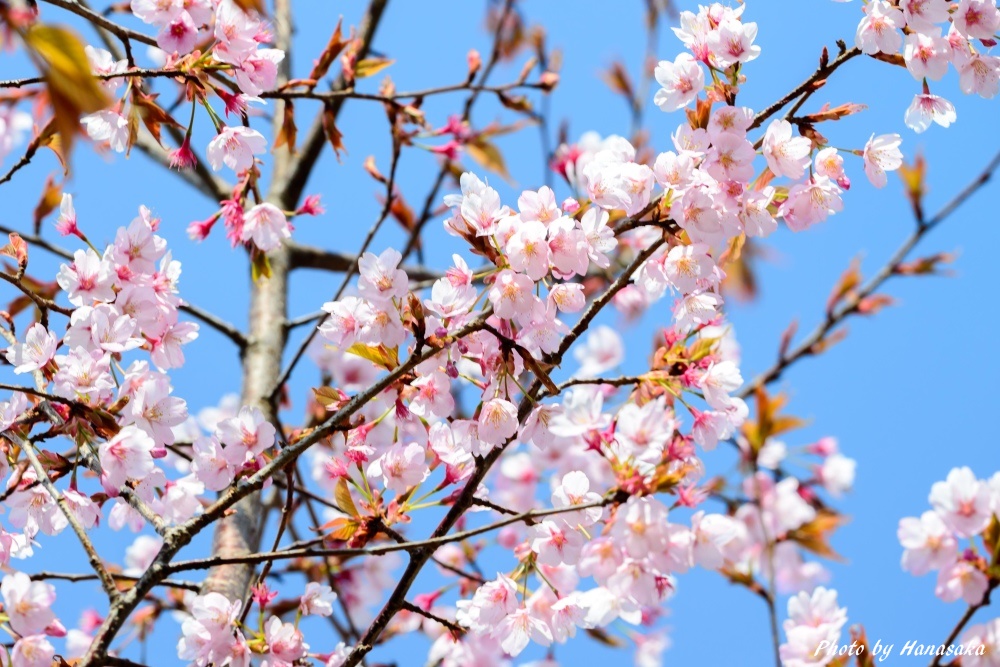 ハチスカザクラ