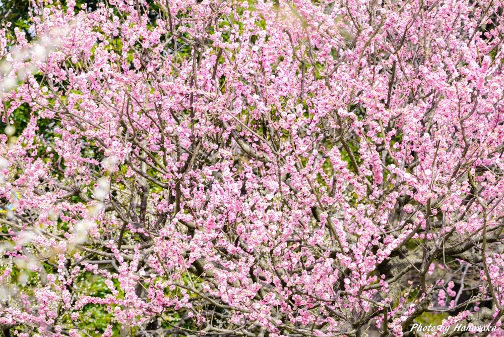 公園の紅梅満開