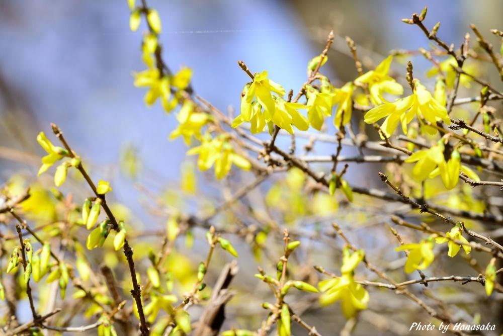 チョウセンレンギョウ