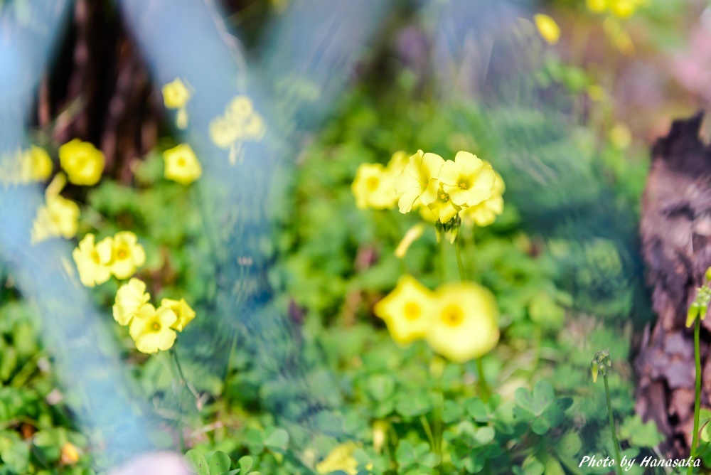 オオキバナカタバミ