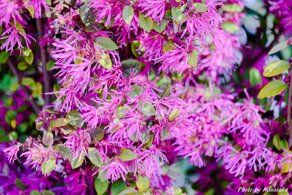 ベニバナトキワマンサク