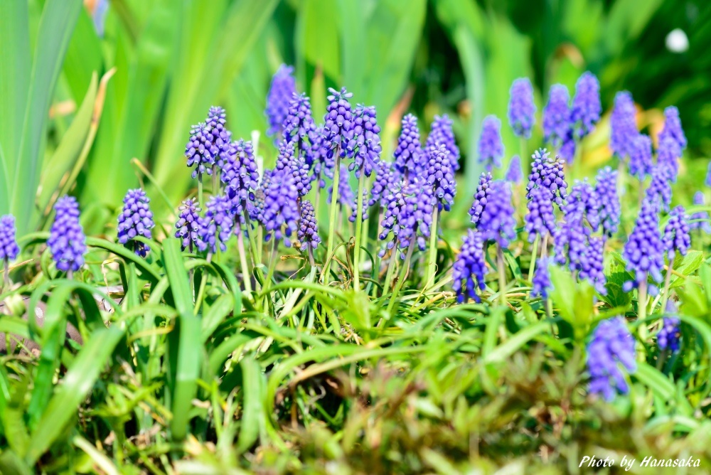 ムスカリ