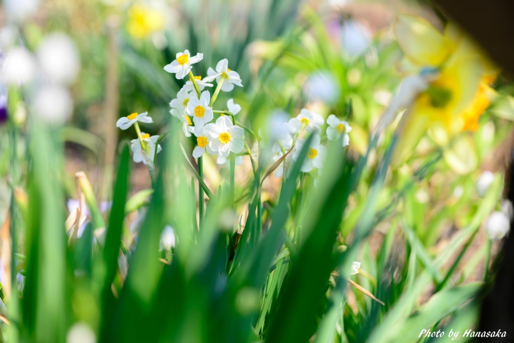 ニホンズイセン
