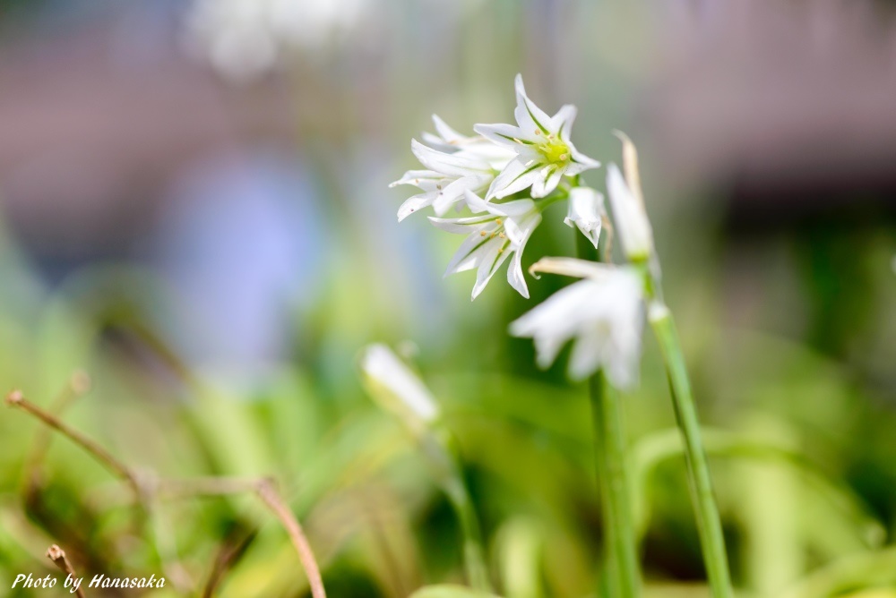アリウム・トリケトラム