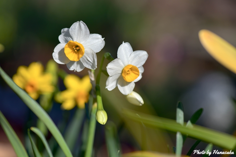 ニホンズイセン