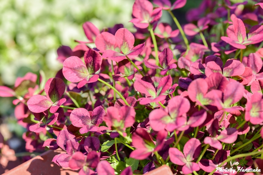 プリンセスクローバー イザベラ