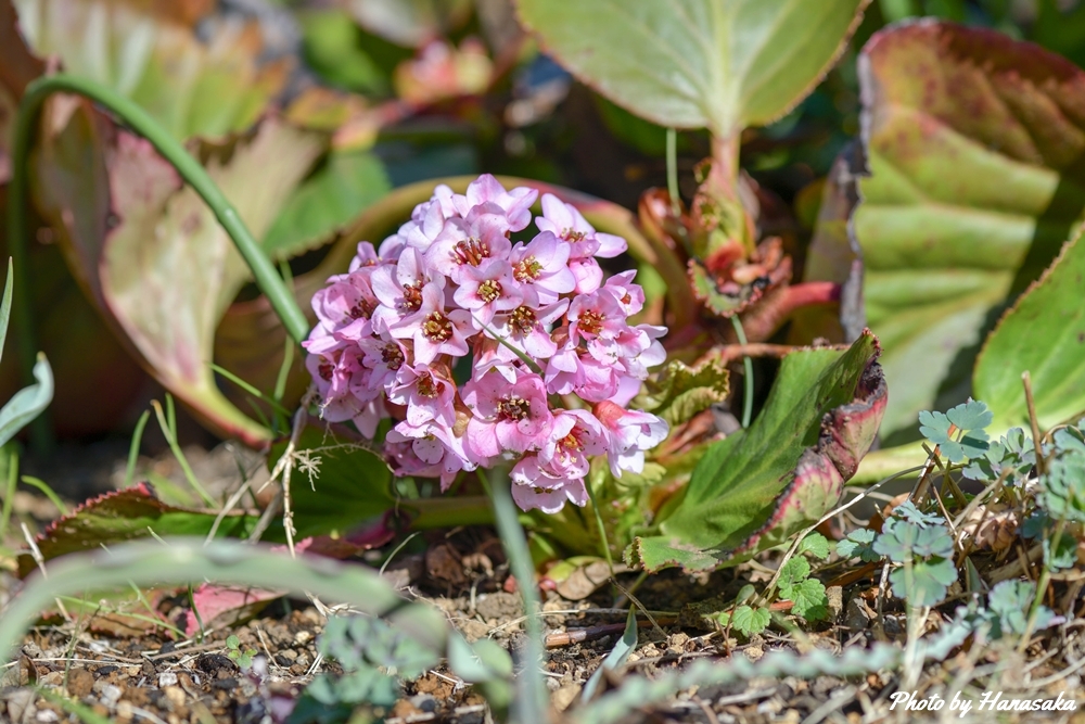 ヒマヤラユキノシタ