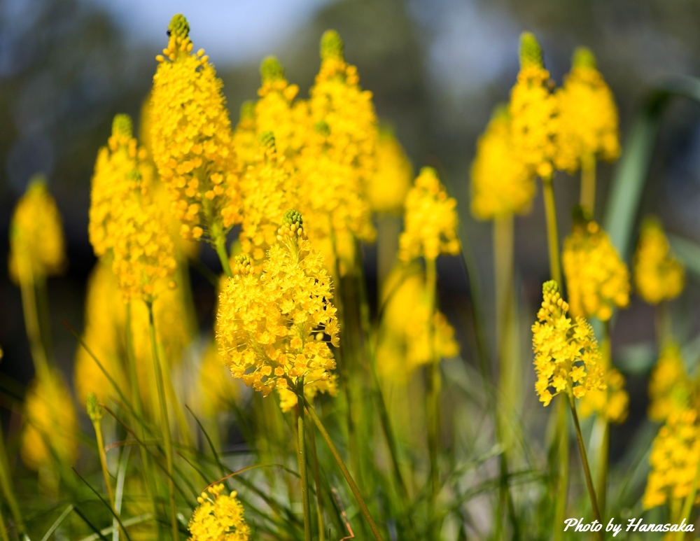 ブルビネラ・フロリブンダ