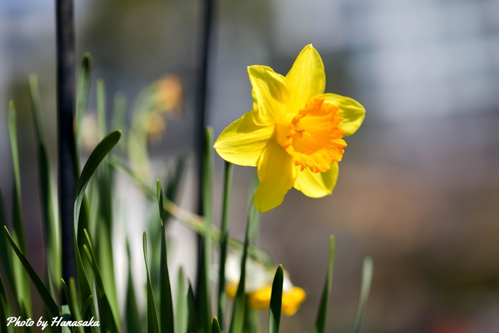 ラッパスイセン