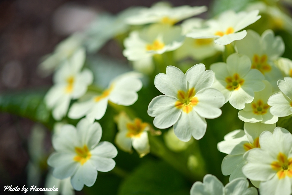 プリムラ・ポリアンサ