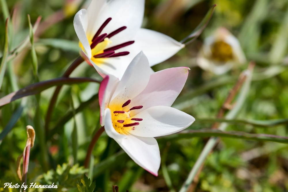 レディージェーン