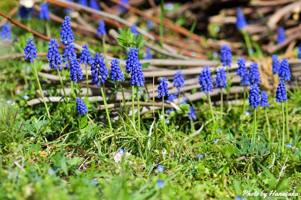 ムスカリ