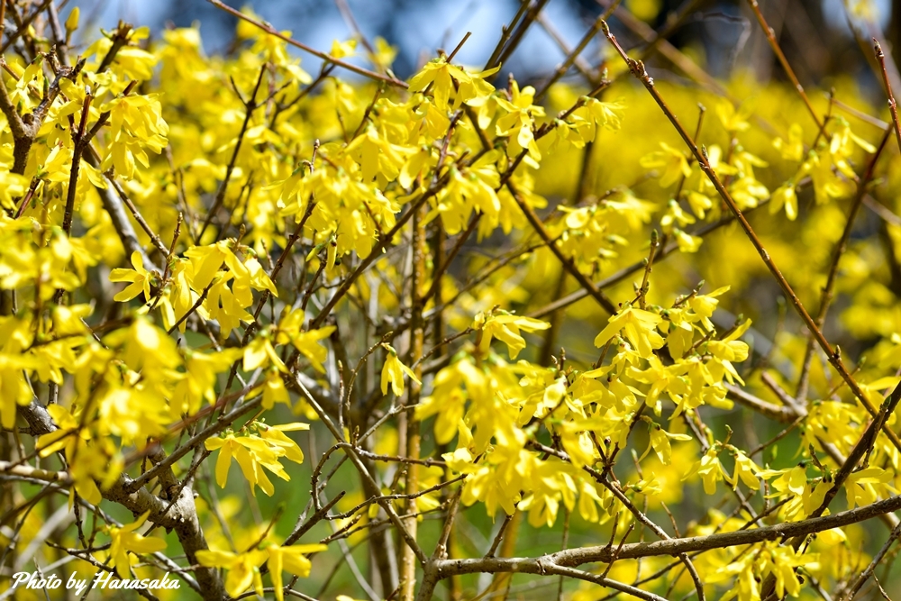 チョウセンレンギョウ