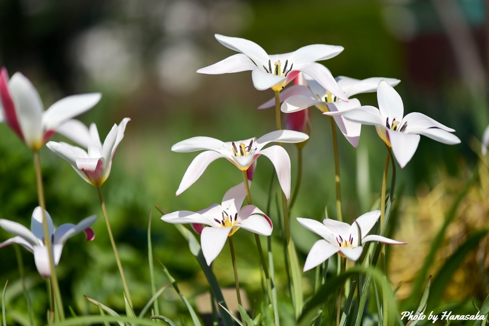 レディジェーン