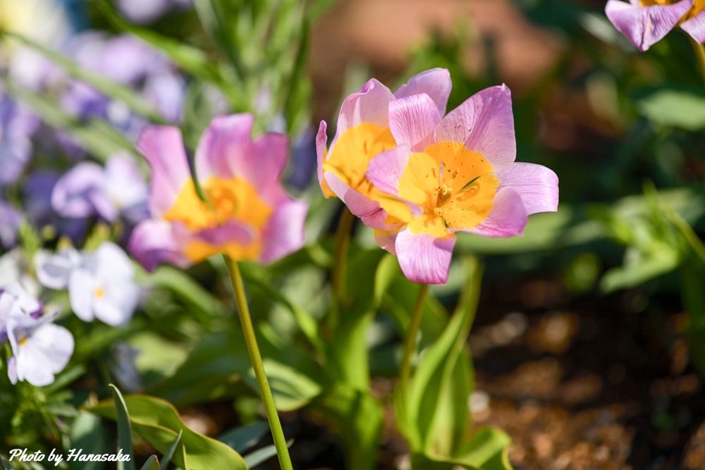 チューリップ・サキサテリス