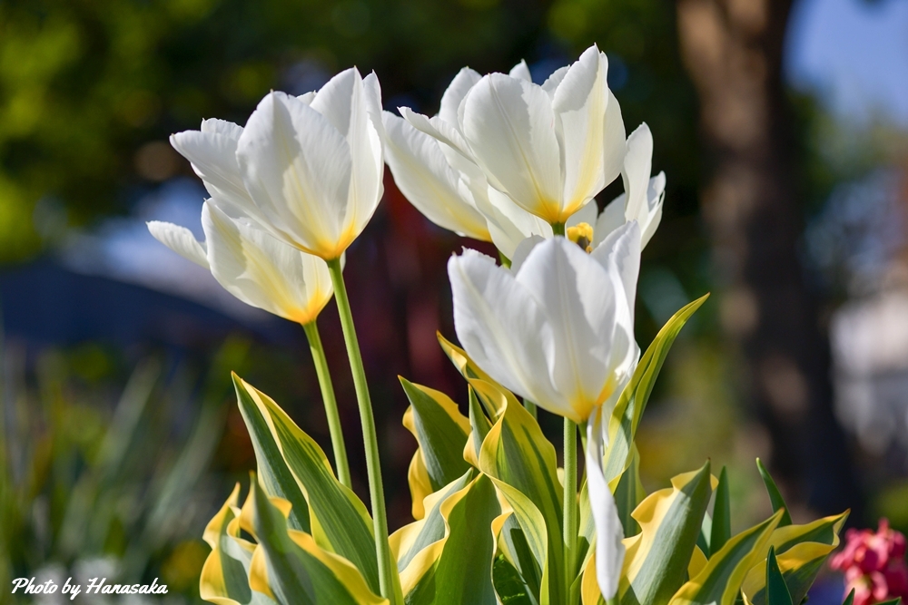 チューリップ・プリシマブロンド